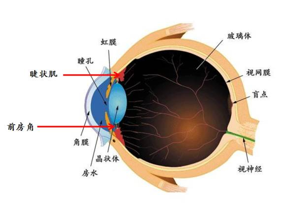 验光师培训，正真视光学院
