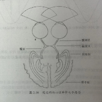 淄博验光师培训学校分享双眼视知觉的同步性